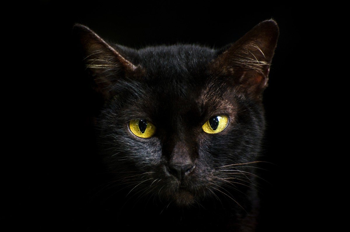 Closeup portrait black cat The face in front of eyes is yellow. Halloween black cat Black background