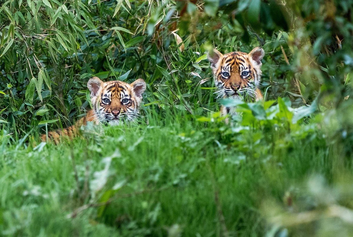 **VIDEO AVAILABLE. CONTACT INFOCOVERMG.COM TO RECEIVE.** Chester Zoo has captured footage of two rare Sumatran tiger cubs emerging from their den for the first time. The cubs were born in January but ...