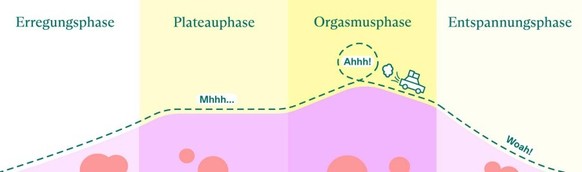 Erregungsphasen beim Orgasmus