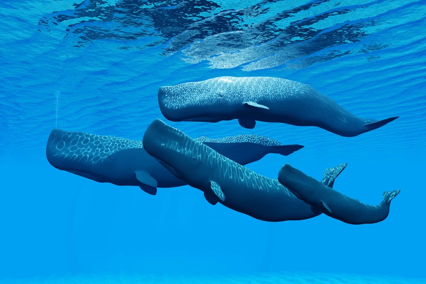 A four-member sperm whale family swimming together in clear blue water. The whales are swimming near the surface, and ripples in the surface of the water are seen above the whales. Wavy light coming f ...