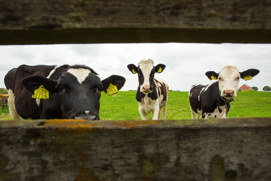 Hausrind (Bos primigenius f. taurus), schauen durch den Weidezaun, Niederlande, Friesland domestic cattle (Bos primigenius f. taurus), looking through the pasture fence, Netherlands, Frisia BLWS535505 ...