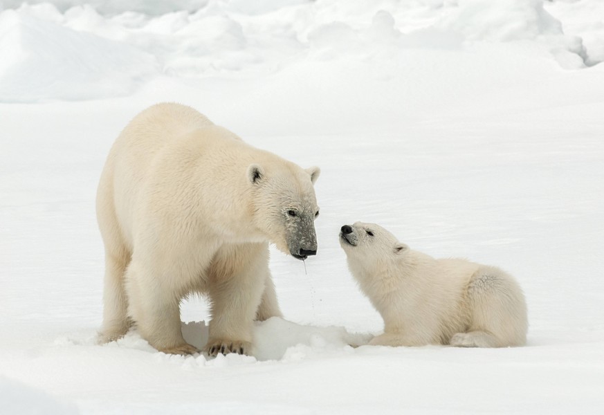 Ein Eisbär mit seinem Jungen in Norwegen