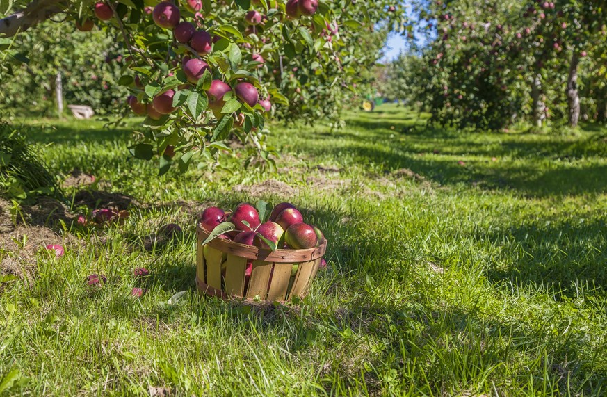 A basket of freshly picked apples in the orchard.