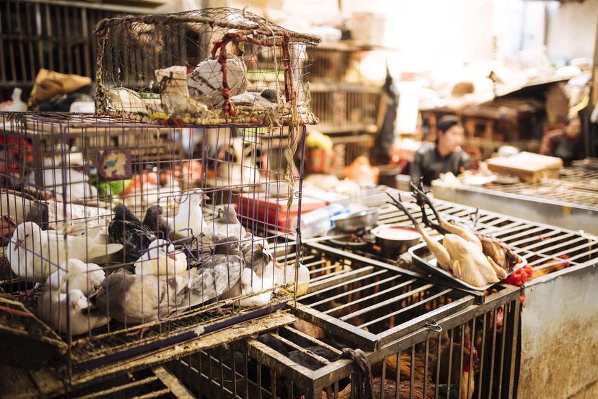 Auf chinesischen Wildtiermärkten wird auch mit geschützten Tierarten illegal gehandelt. 