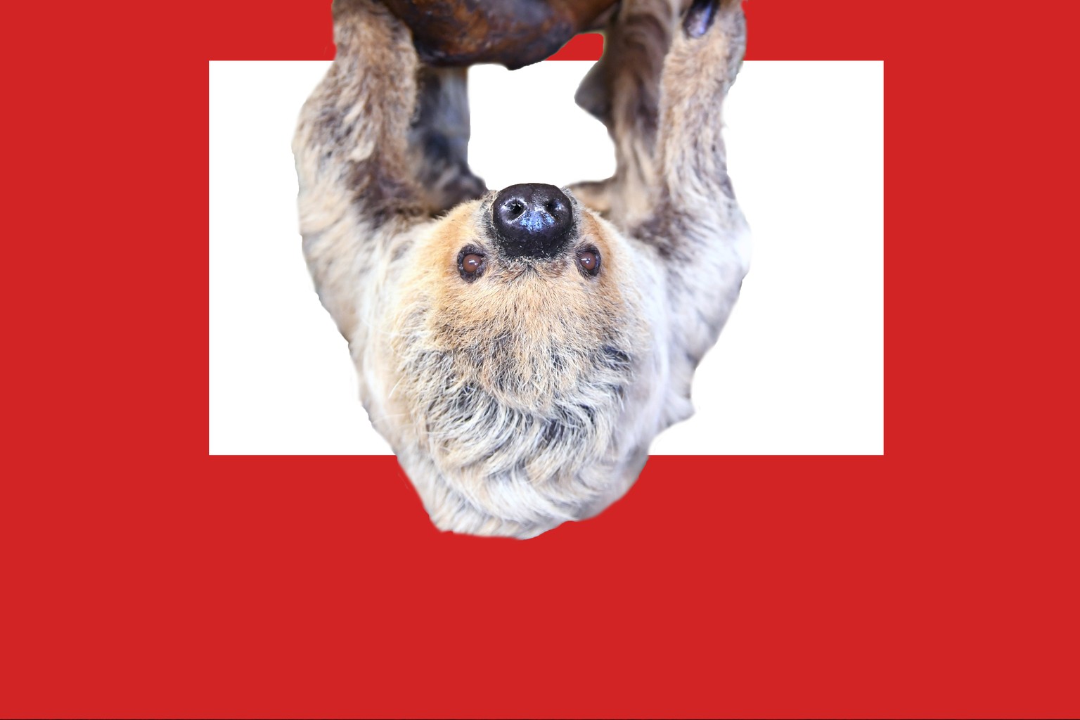 Tiere Das Ist Paula Das Alteste Faultier Der Welt Watson