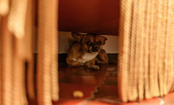 Ein Chihuahua-Pekinesen-Mix versteckt sich am 31.12.2018 in einem Haus in Goeppingen (Baden-Wuerttemberg) unter einer Couch. Foto: Daniel Maurer