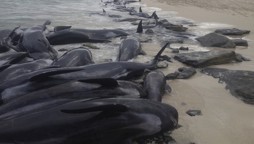 Wale stranden zu Dutzenden – 6 Erklärungen für das Tierdrama