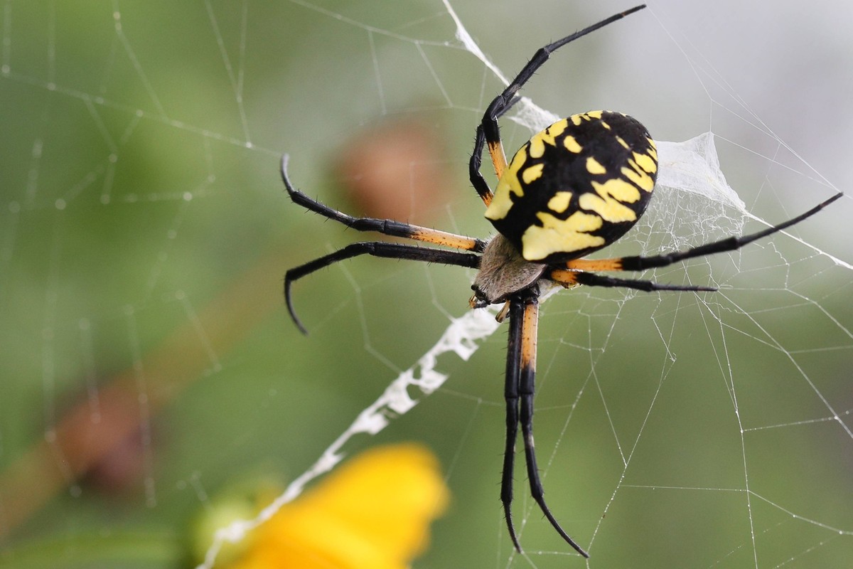 Black And Yellow Garden Spider Black and yellow garden spider Argiope aurantia in Toronto, Ontario, Canada, on September 05, 2022. Toronto Ontario Canada PUBLICATIONxNOTxINxFRA Copyright: xCreativexTo ...