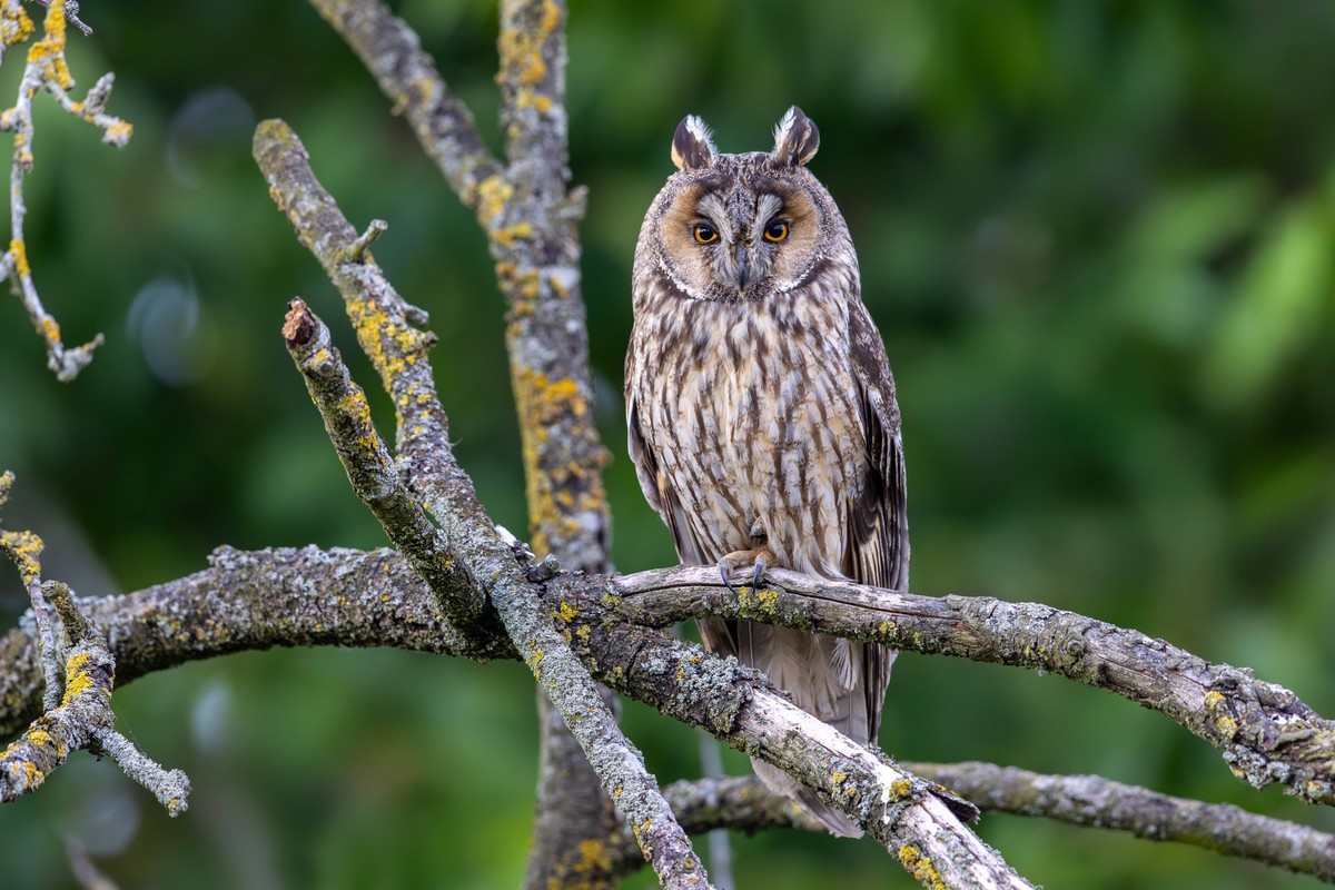Long-eared owl Asio otus adult perched in tree in forest in summer 33344HRK