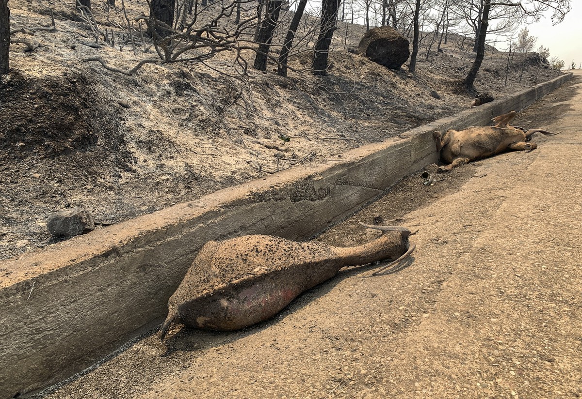 23.07.2023, Griechenland, Rhodos: Tiere, die durch die katastrophalen Waldbrände auf der griechischen Insel Rhodos ums Leben gekommen sind, liegen am Straßenrand. Fast 20.000 Menschen sind auf Rhodos  ...