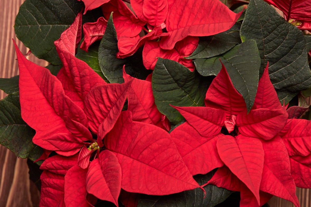 Red Poinsettia flowers. PUBLICATIONxINxGERxSUIxAUTxONLY Copyright: xDGMx Panthermedia25922314