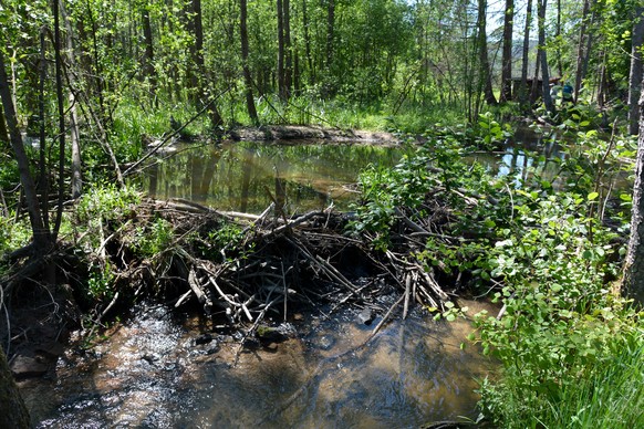 Beaver dam, damming a small stream with lots of wood and mud