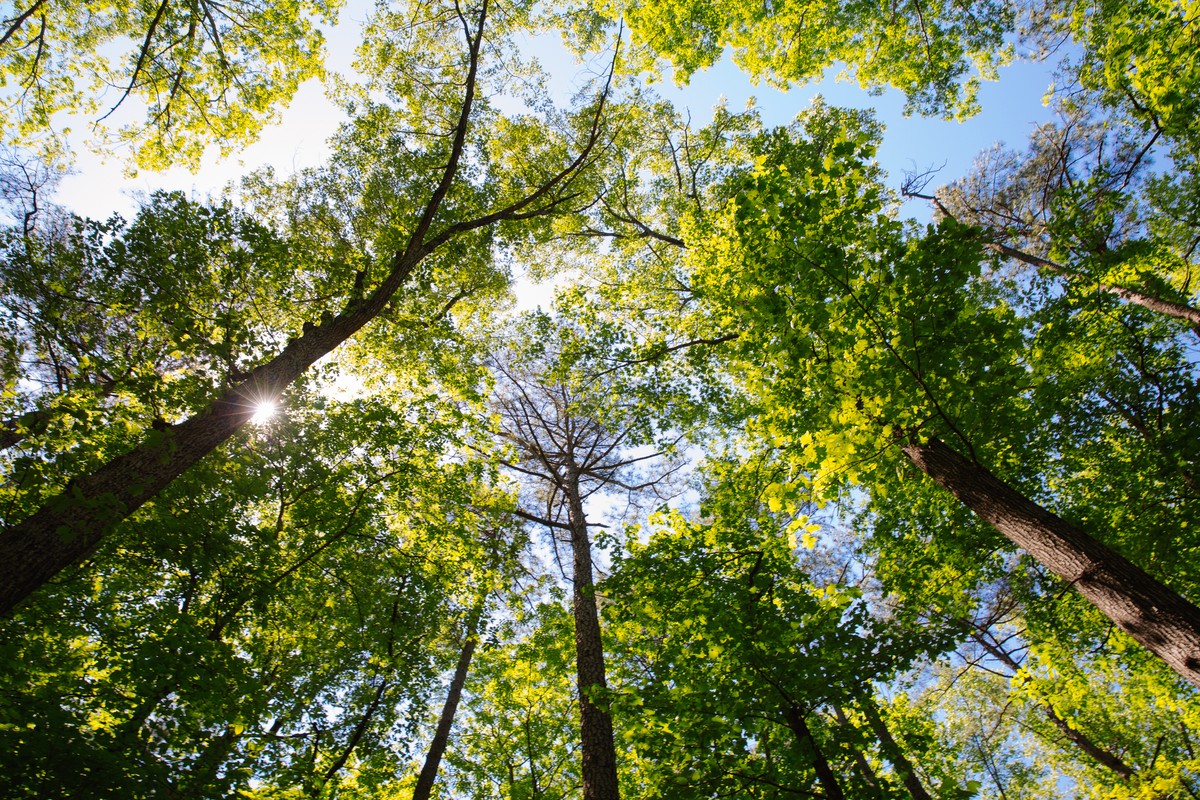 Low angle view of forest in springtime