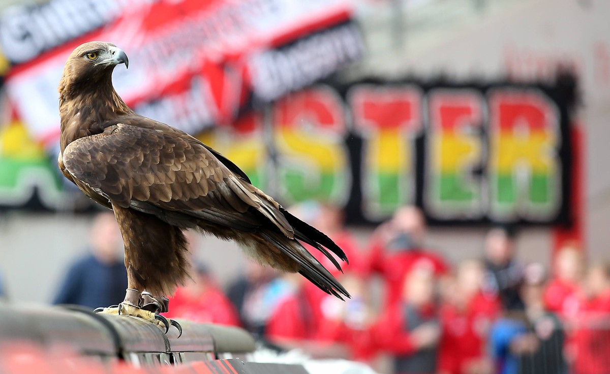 Deutschland, Frankfurt am Main, Commerzbank-Arena, 31.03.2019, Fussball - 1. Bundesliga - Eintracht Frankfurt - VfB Stuttgart Bild: v. l. Maskottchen Steinadler Attila DFL REGULATIONS PROHIBIT ANY USE ...