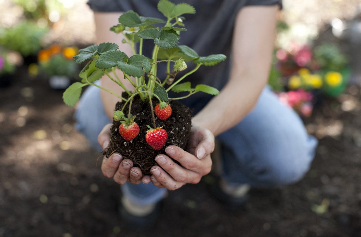 Woman holding strawberry plant in hands