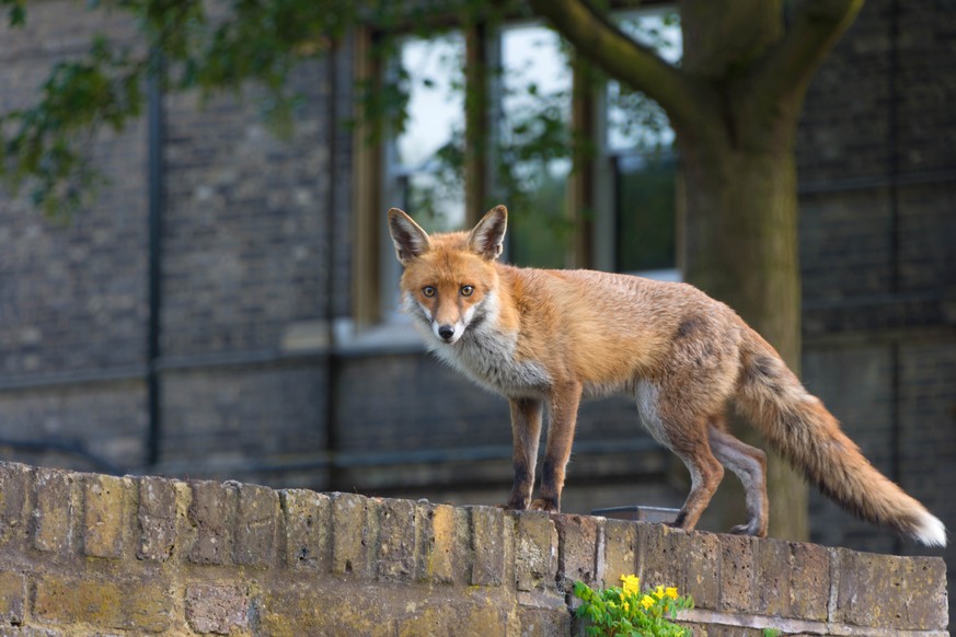 Urban fox standing on a wall