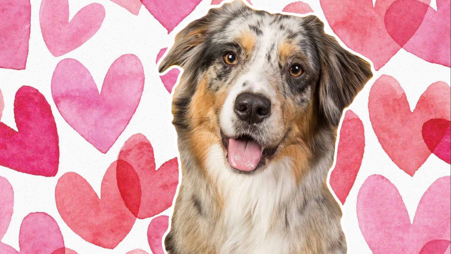 Hund Studie zeigt, warum manche Menschen Hunde mehr lieben als andere