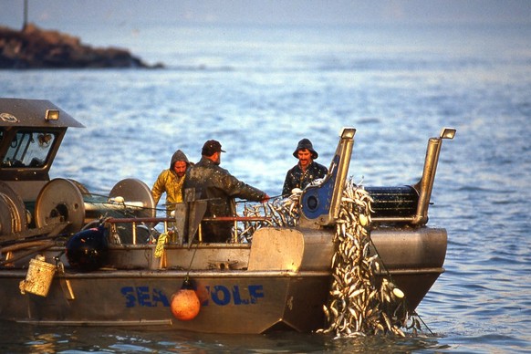 SAN FRANCISCO-JANUARY 1980: Trio of fishermen in small coastal trawler wind in their nets filled with sardines and anchovies in the bay off San Francisco circa 1980 (Photo by Nik Wheeler/Corbis via Ge ...