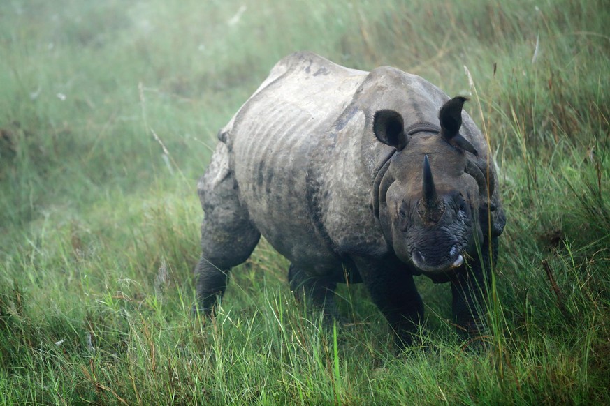Früher lebten in Nepal tausende Panzernashörner – doch dann kamen die Wilderer.