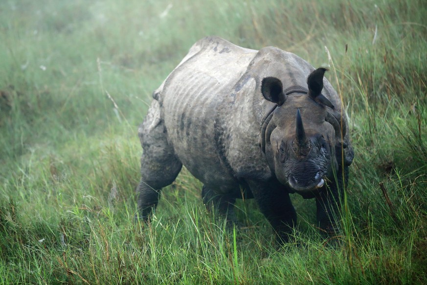 Indian rhino -rhinoceros unicornis- at dawn wandering the grasslands that border the Rapti river in the bufferzone off the Chitwan Nnal.Park in the Terai area. Chitwan district-Narayani zone-Nepal.