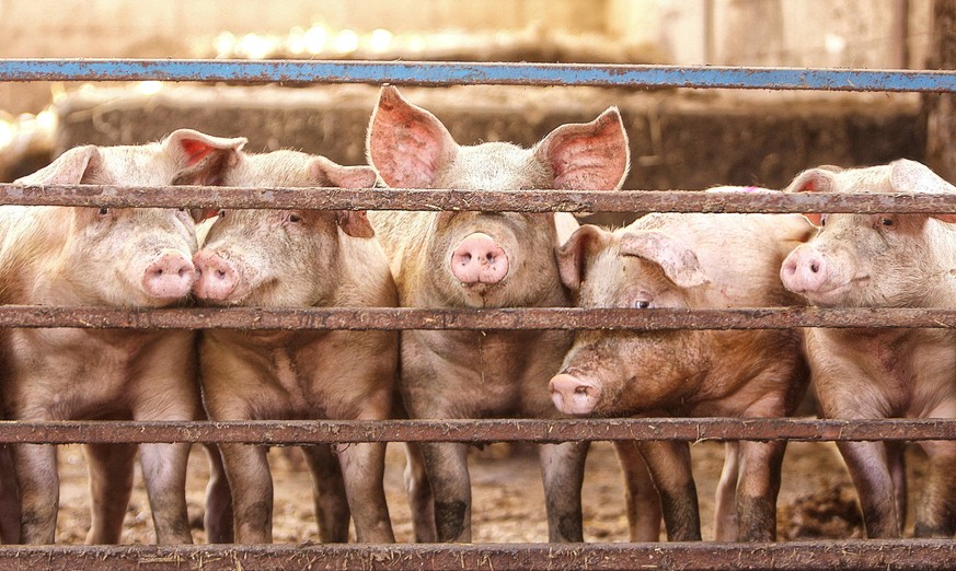 Dass Tiere in Käfigen gehalten werden, soll schon bald der Vergangenheit angehören.