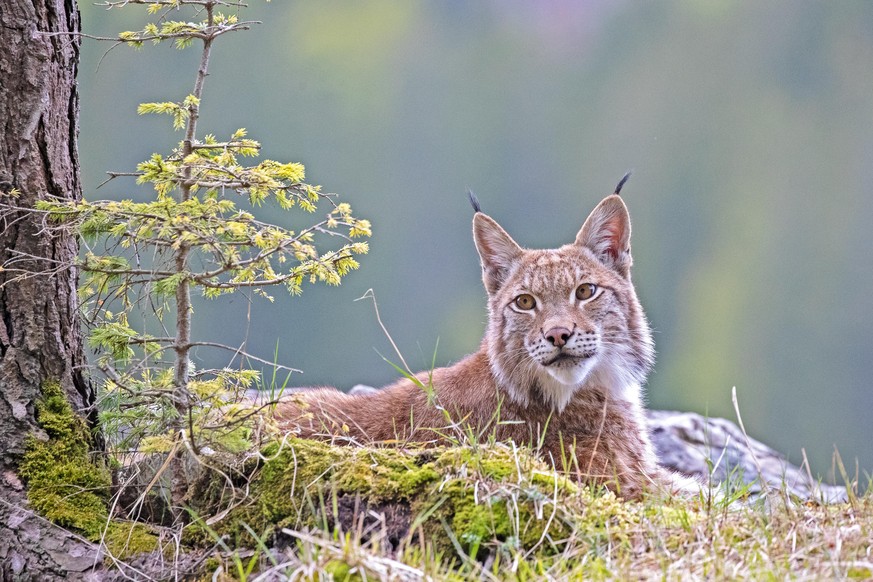 Naturfilmer Penker ruft dazu auf, die Lebensräume der Wildtiere zu respektieren.