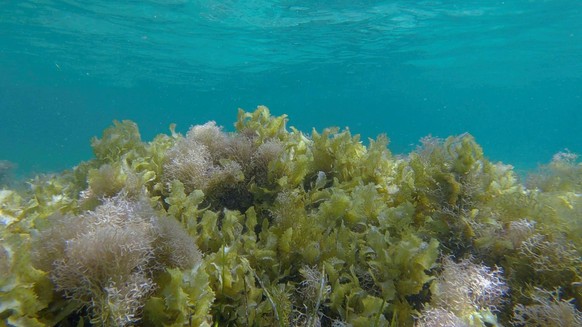 Dichtes Dickicht aus Rotalgen, Braunalgen und grünem Seegras im flachen Wasser im Sonnenlicht. Unterwasserlandschaft, Rotes Meer, Ägypten, Afrika
