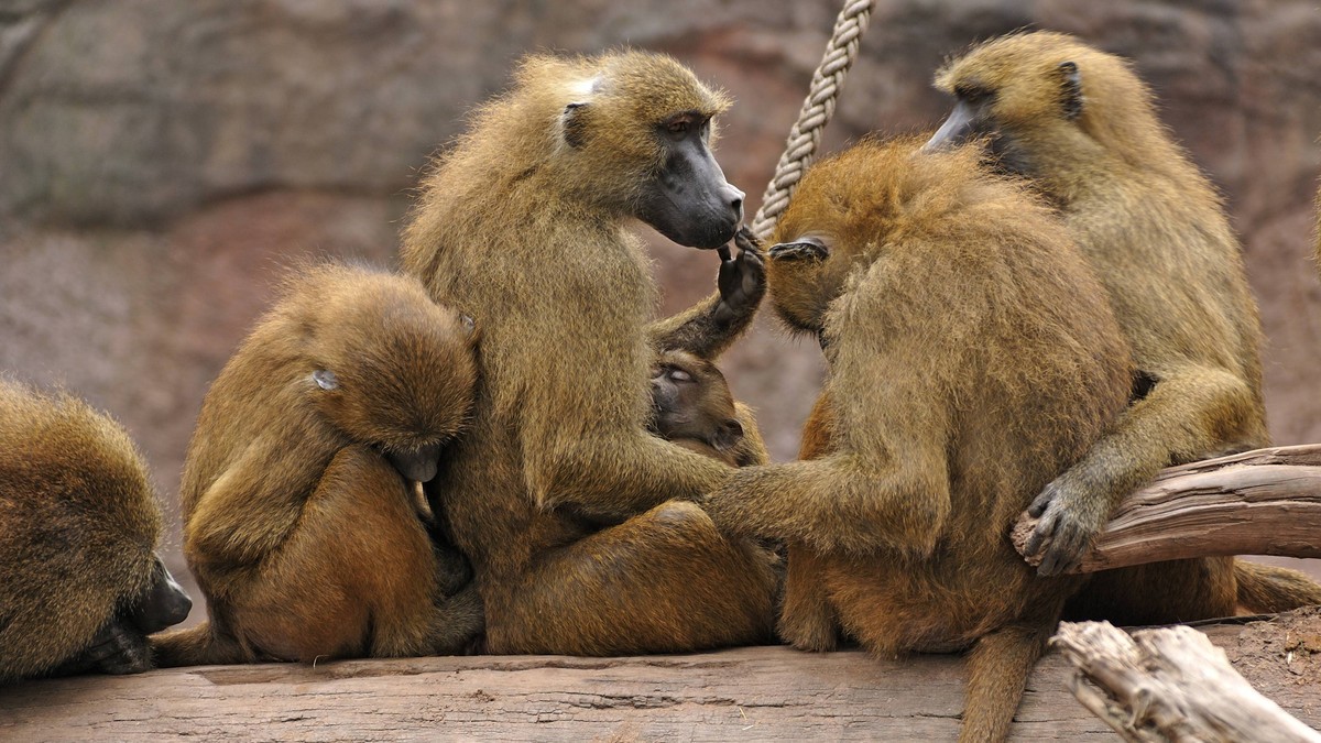 Kritik an Tiergarten Nürnberg: Zwölf Paviane getötet – wie ethisch sind Zoos?