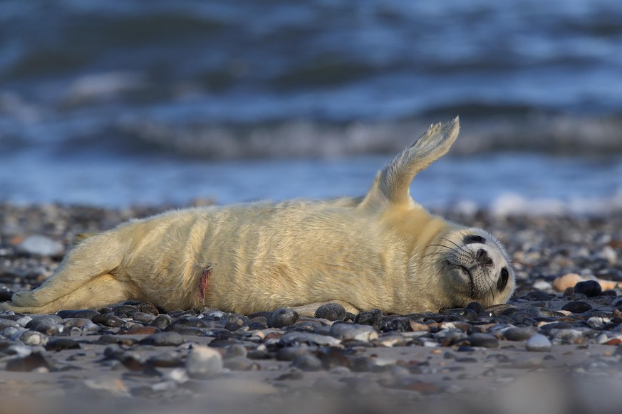 Gray Seal (Halichoerus grypus) Pup Helgoland Germany | Verwendung weltweit