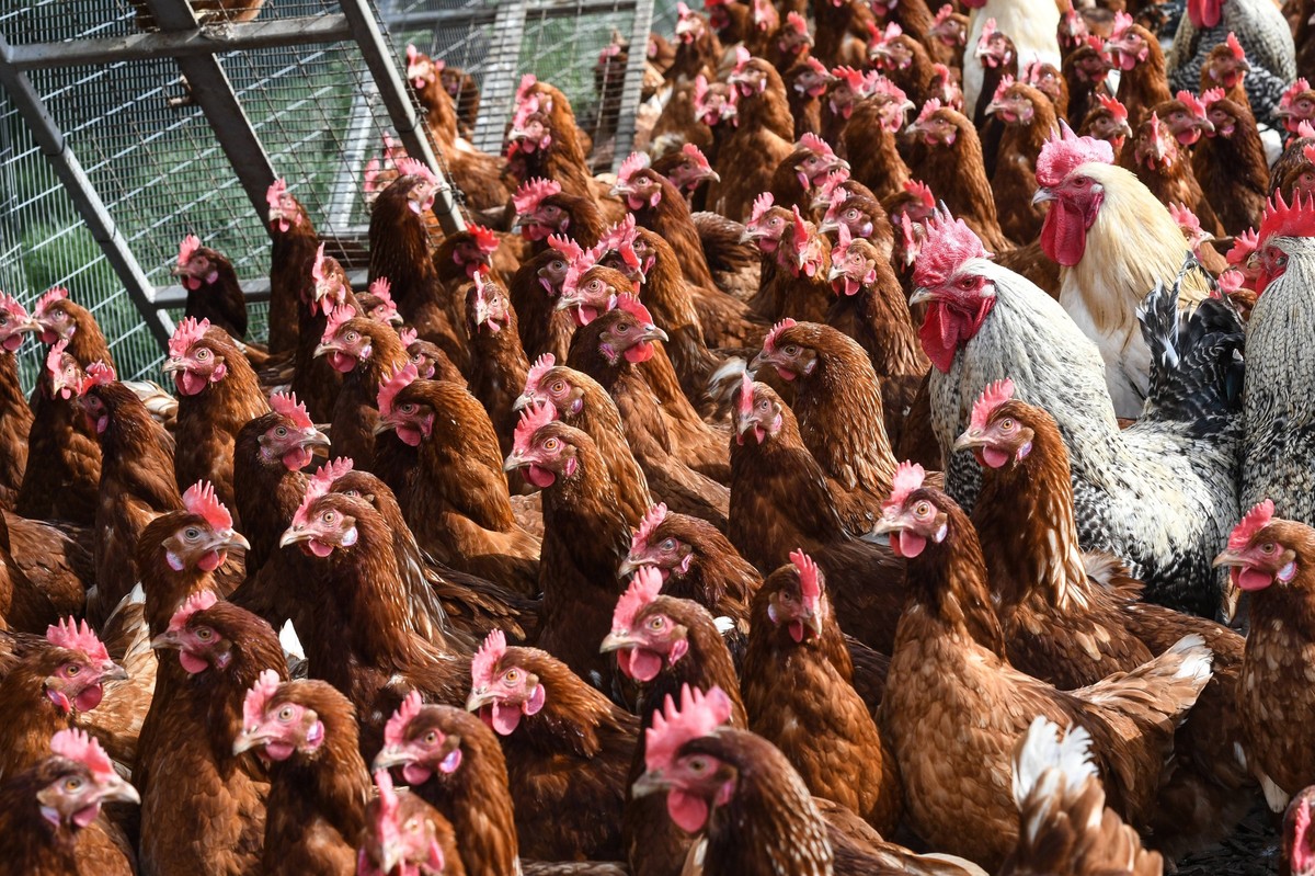 Freilaufende Huehner in einem Freilandgehege auf einem Huehnerhof bei Heitersheim. Foto:Winfried Rothermel *** Free-range chickens in an outdoor enclosure on a chicken farm near Heitersheim Photo Winf ...