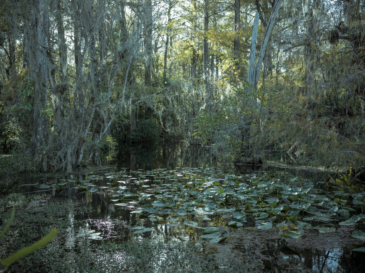Mangrovenurwald, Big Cypress National Preserve, Everglades, Nordamerika, Florida, USA, Nordamerika *** Mangrove forest, Big Cypress National Preserve, Everglades, North America, Florida, USA, North Am ...