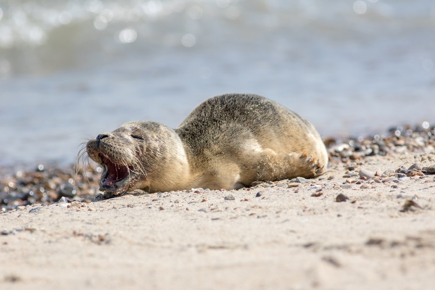 Abandoned seal pup calling for mum. Sad cute baby animal. Grey seal from the Horsey colony on the Norfolk coast UK. Crying like a baby meme image. Rescued and reunited.