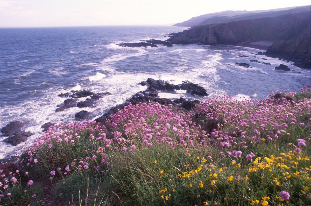 Thrift on sea cliffs {Armeria maritima} Montrose Scotland UK PUBLICATIONxINxGERxSUIxAUTxONLY 1056280 BrianxLightfoot

Thrift ON Sea Cliffs Scotland UK PUBLICATIONxINxGERxSUIxAUTxONLY 1056280 BrianxLig ...
