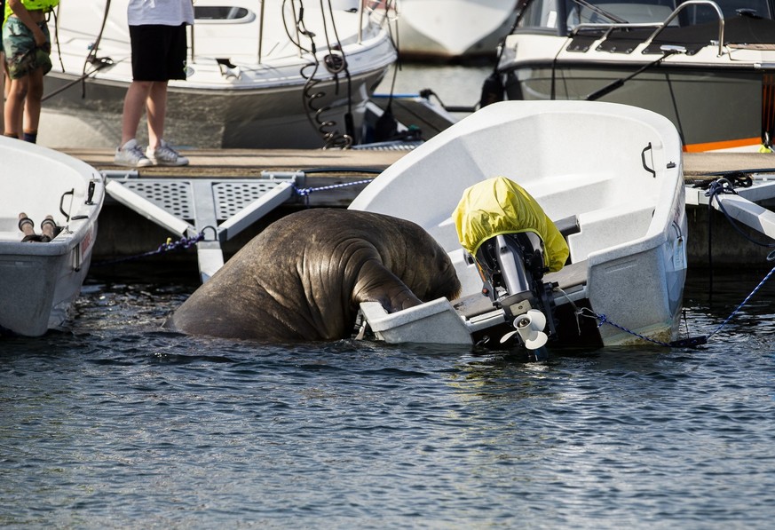 ARCHIV - 20.07.2022, Norwegen, Oslo: Ein rund 500 Kilogramm schweres Walross entert ein kleines Boot in der Frognerkilen Bucht im Fjord von Oslo. Aus Sicherheitsgr