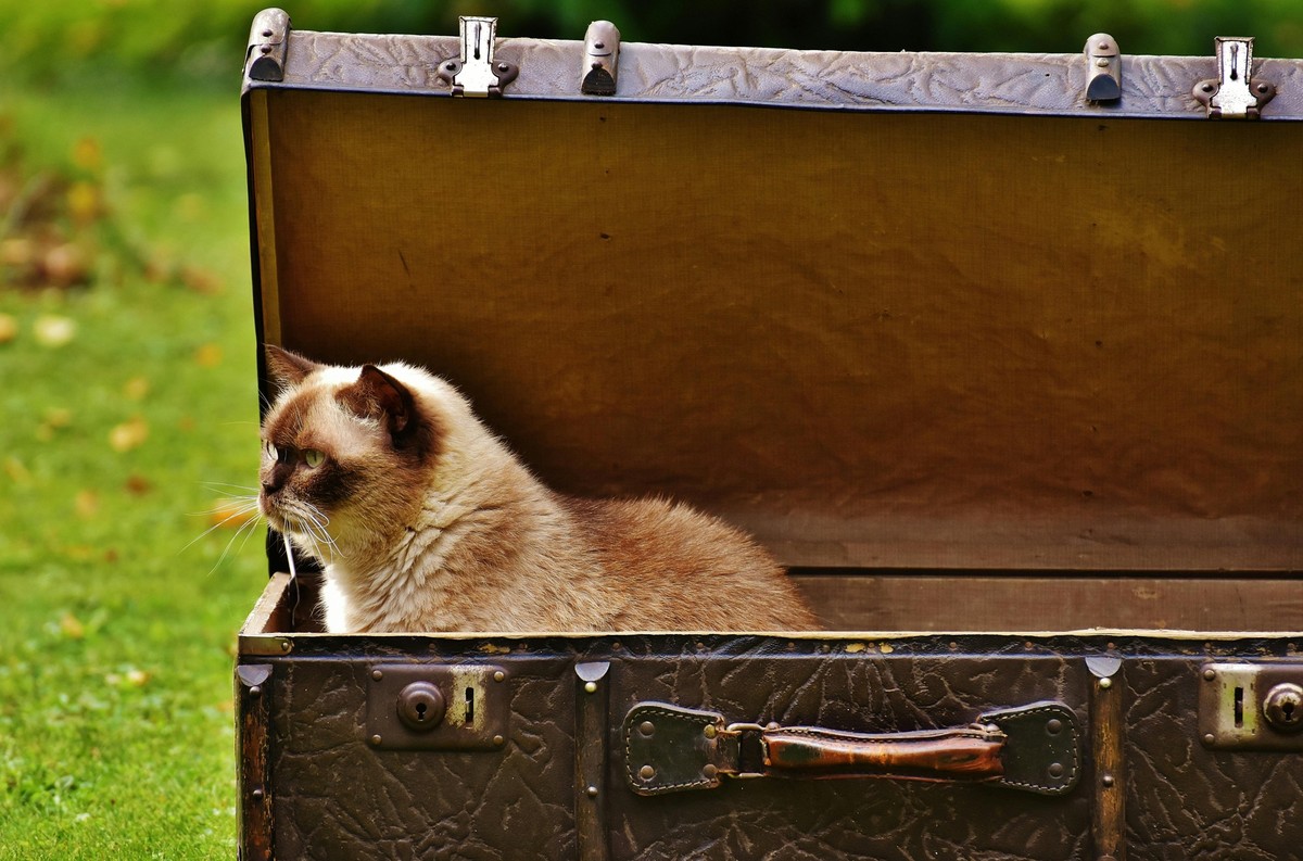 Katzen machen eigentlich ungern Weltreisen.