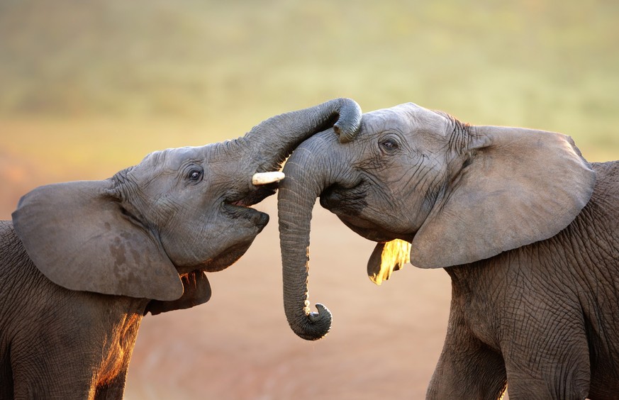 Elephants touching each other gently (greeting) - Addo Elephant National Park