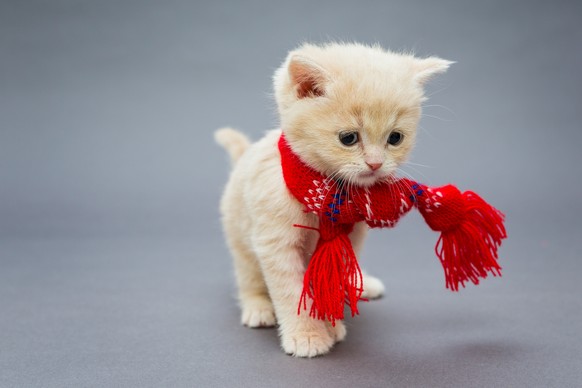 Little kitten British breed with a beautiful scarf on a grey background