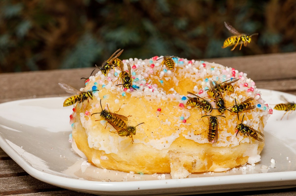 A dangerous Wasp on food