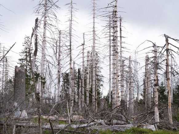 Baumsterben im Nationalpark Harz nahe des Brocken an der Achtermannshoehe in Niedersachsen. Baumsterben in Deutschland *** Tree death in Harz National Park near Brocken at Achtermannshoehe in Lower Sa ...