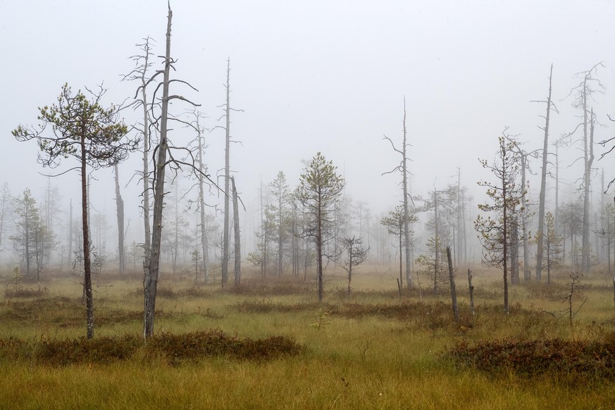 ARKHANGELSK REGION, RUSSIA - SEPTEMBER 7, 2020: A view of Kirichmokh Moor at Vodlozersky National Park in the north of Russia. Spanning across a total area of 0.5 mln ha in Pudozhsky District of the R ...