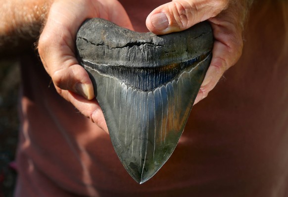 Der fossilisierte Zahn eines Megalodon: Sie erreichten eine Länge von rund 18 Zentimetern.