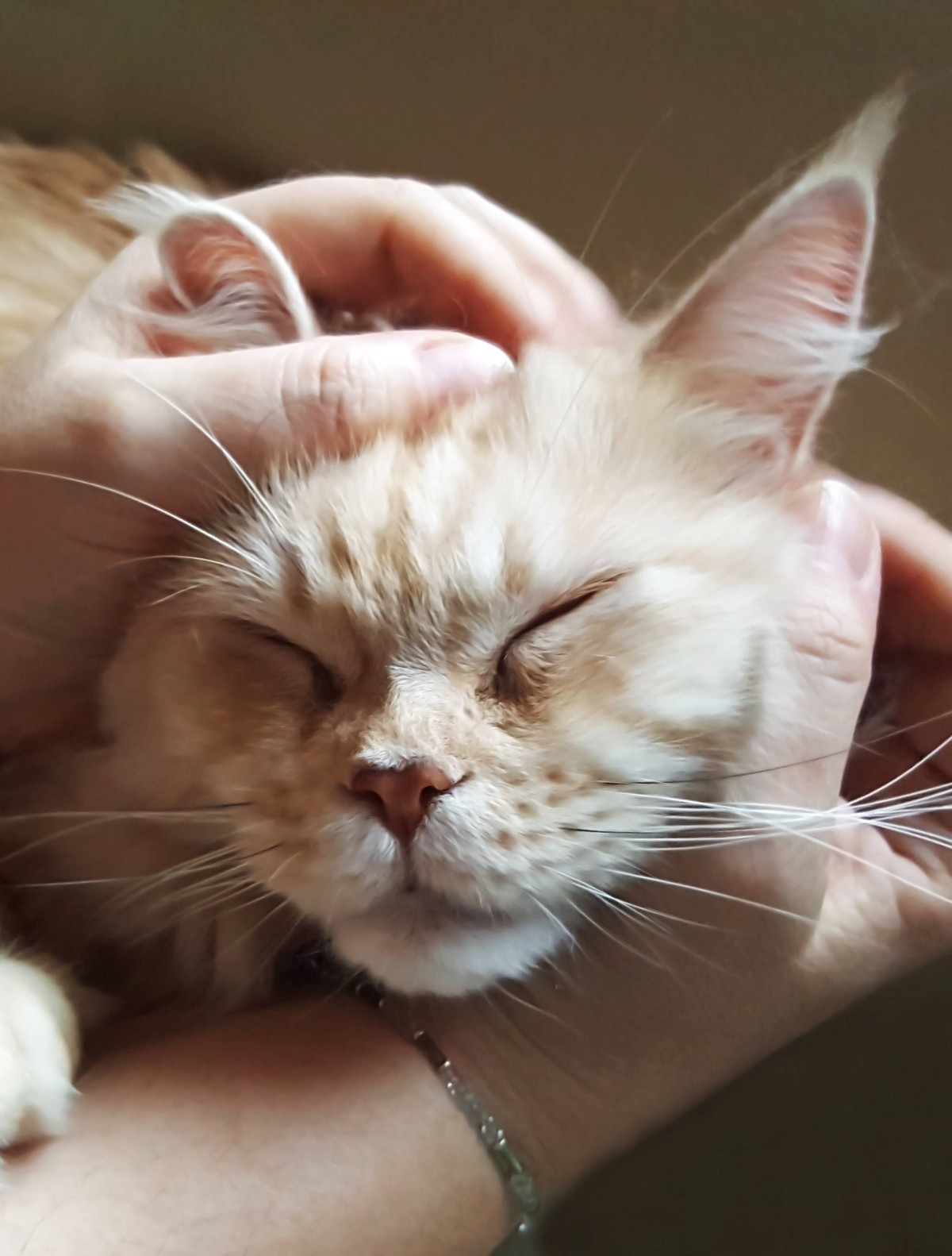 Katze Kuscheln Streicheln