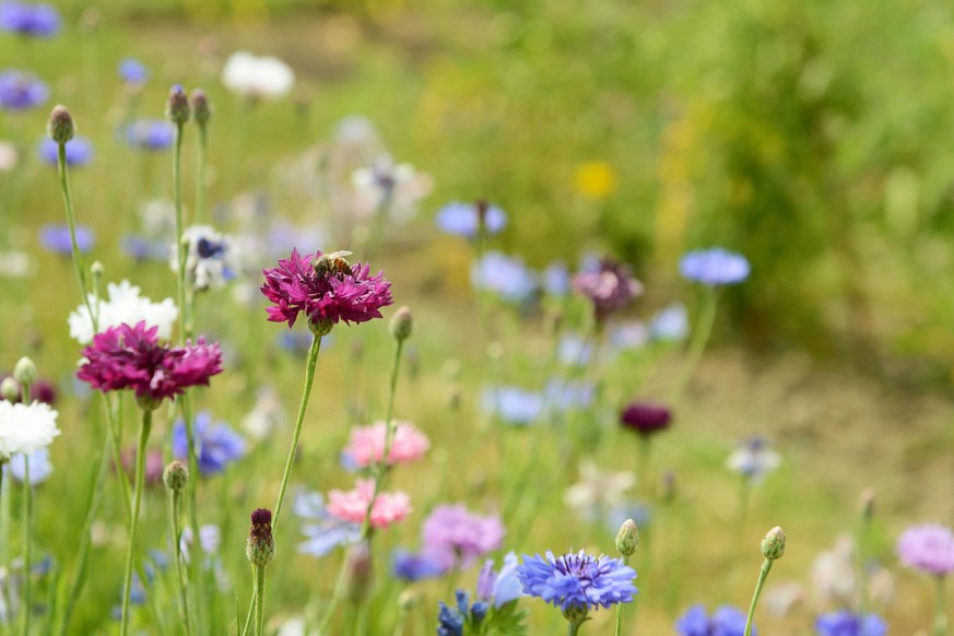 Honeybee on a purple cornflower bloom, among colourful flowers in a rural garden - with copy space