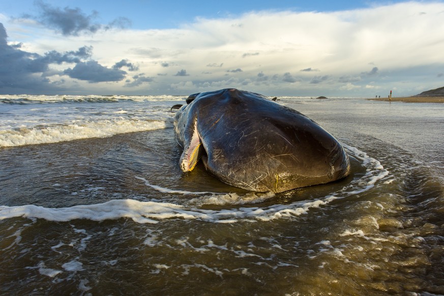 a stranded sperm whale has died on a beach on the island of texel, the netherlands