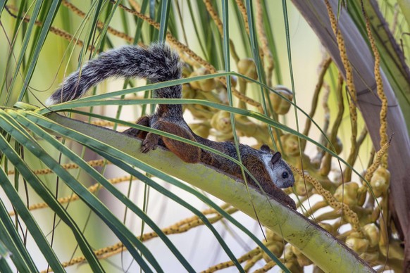 Bunthoernchen, Bunt-Hoernchen (Sciurus variegatoides), auf Kokospalme, Costa Rica, Jaco | Variegated squirrel (Sciurus variegatoides), on a palm frond, Costa Rica, Jaco