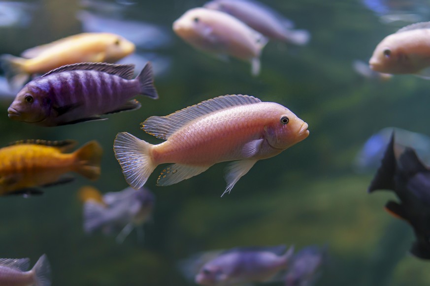 Underwater photo of school of beautiful colorful cichlid fish in Malawi lake, Africa.