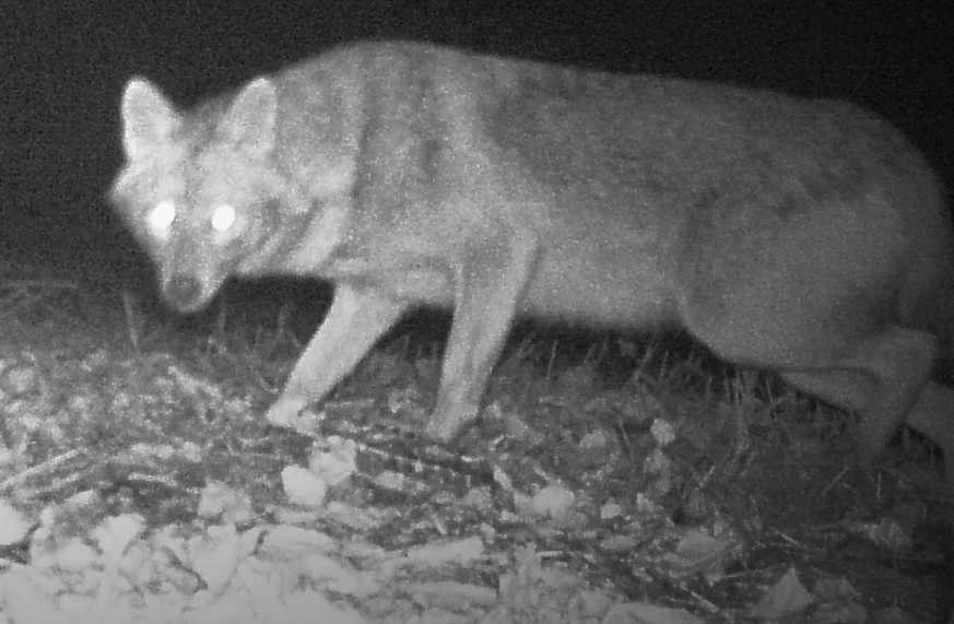 HANDOUT - 15.11.2022, Nordrhein-Westfalen, Hamm: Eine Wildkamera hat bei Hamm einen Goldschakal fotografiert. (zu dpa