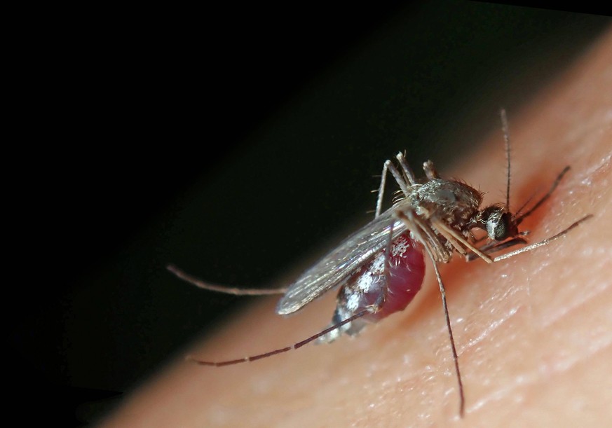 Gemeine Stechmücke Culex pipiens, Weibchen der Menschen bevorzugenden Unterart Culex pipiens molestus, sticht einen Menschen und saugt Blut, Baden-Württemberg, Deutschland, Europa *** Common mosquito  ...