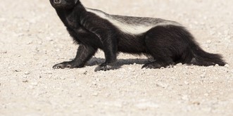 Du bist groß, stark und gefährlich? Interessiert den Honigdachs einen Scheiß