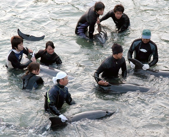 ARCHIV - 22.02.2007, Japan, Taiji: Delfin-Trainer selektieren in der Walfang-Stadt Taiji die Delfine, die bei der Treibjagd gefangen wurden, f�r Aquarien. Japanische Delfinj�ger haben bei der j�hrlich ...